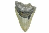 Bargain, Fossil Megalodon Tooth - North Carolina #365985-1
